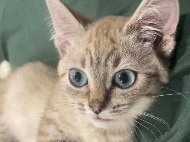 Mini Pearl primary photo