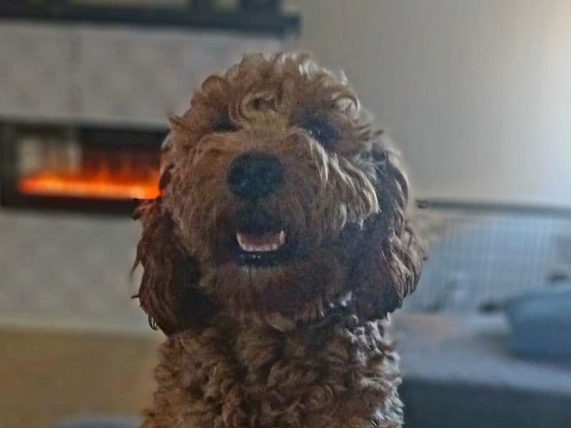 Mini Golden Doodle 1 year 1 month old male small named Spartacus for breeding in Bexar County, Texas | Petmeetly