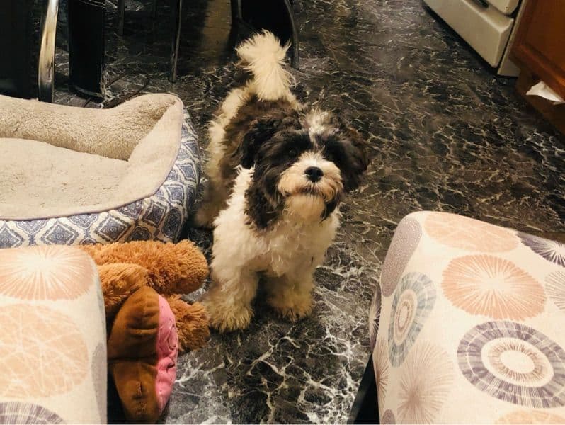 Teddy primary photo