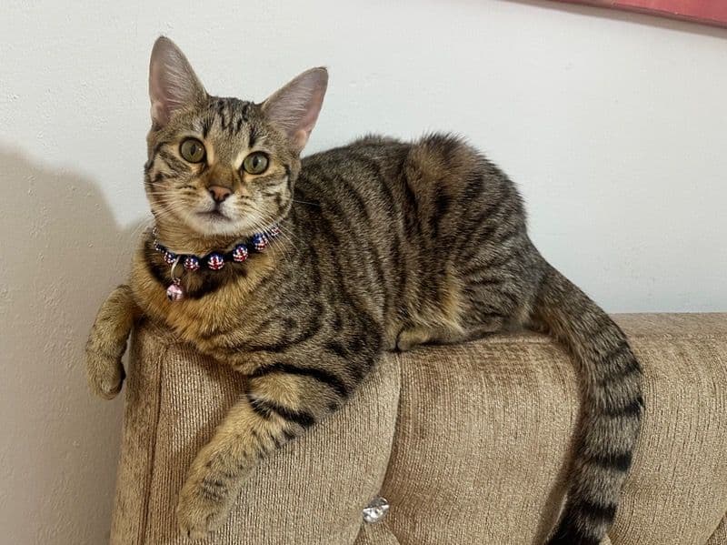 Delilah primary photo