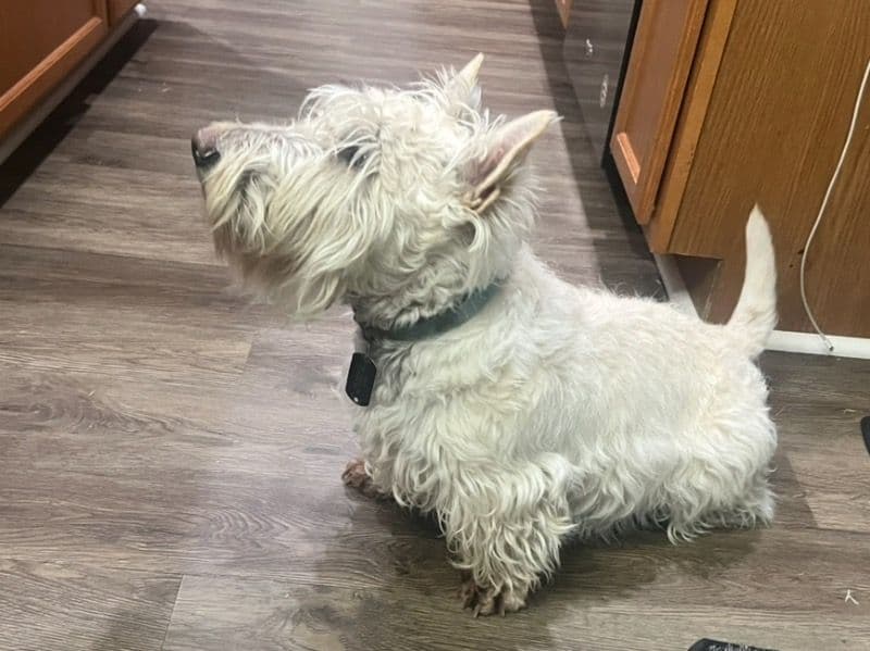 Scottish Terrier 4 years 1 month old male small named Tobby for breeding in Adams County, Washington | Petmeetly