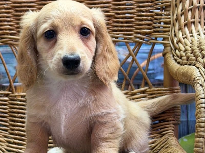 Dachshund 2 months old male small named Netta for sale in Jackson County, Missouri | Petmeetly