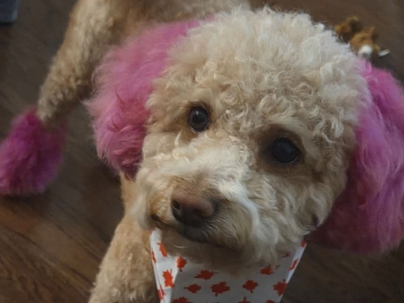 Maggie primary photo