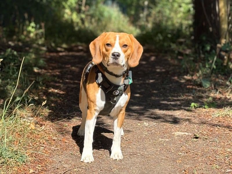 Beagle 2 years 2 months old male medium named Bailey for breeding in England | Petmeetly