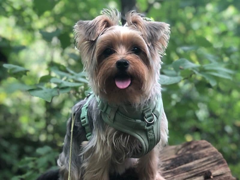Yorkshire Terrier 2 years 2 months old female small named Penny for breeding in Regional Municipality of Halton, Ontario | Petmeetly