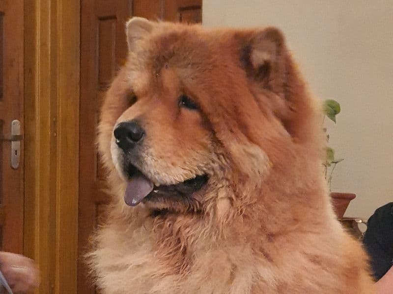 Mojo primary photo