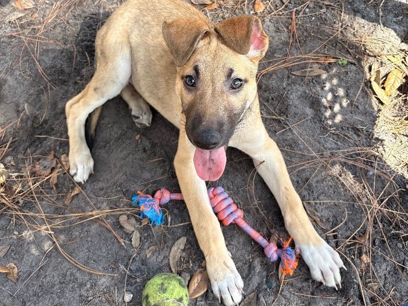 German Shepherd 3 months old male medium named Pickle for sale in Hillsborough County, Florida | Petmeetly