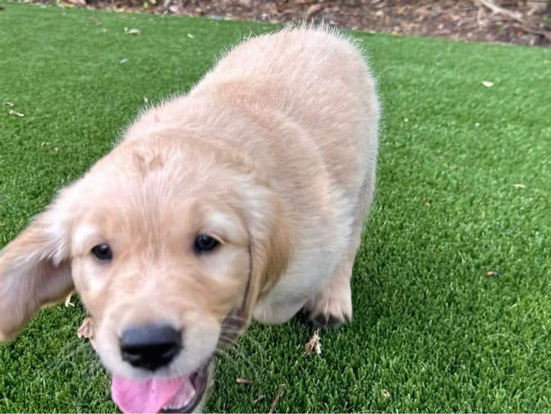 Stellar - Golden Retriever | Petmeetly