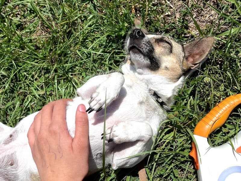 Jack Russell Terrier 4 years old female small named Tessa for adoption in St. Lucie County, Florida | Petmeetly