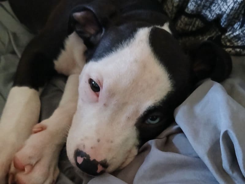 Nox - American PitBull Terrier | Petmeetly