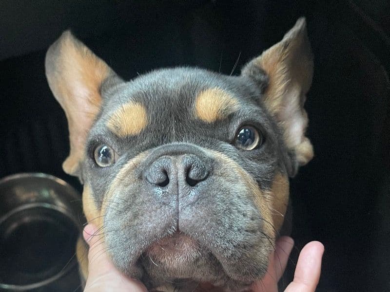 Frenchie Pug (Frug) 1 year old male medium named Milo for sale in San Bernardino County, California | Petmeetly