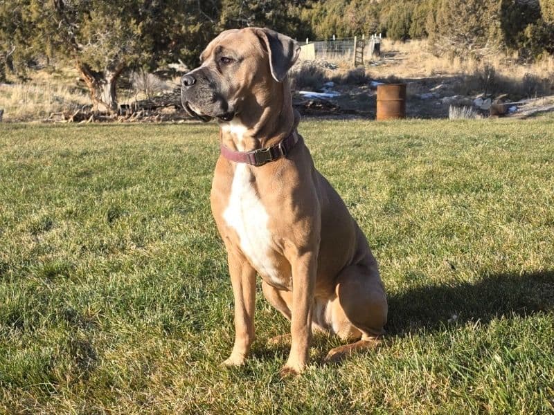 Cane Corso 1 year 6 months old female large named Luna for breeding in Cedar Valley, Utah | Petmeetly
