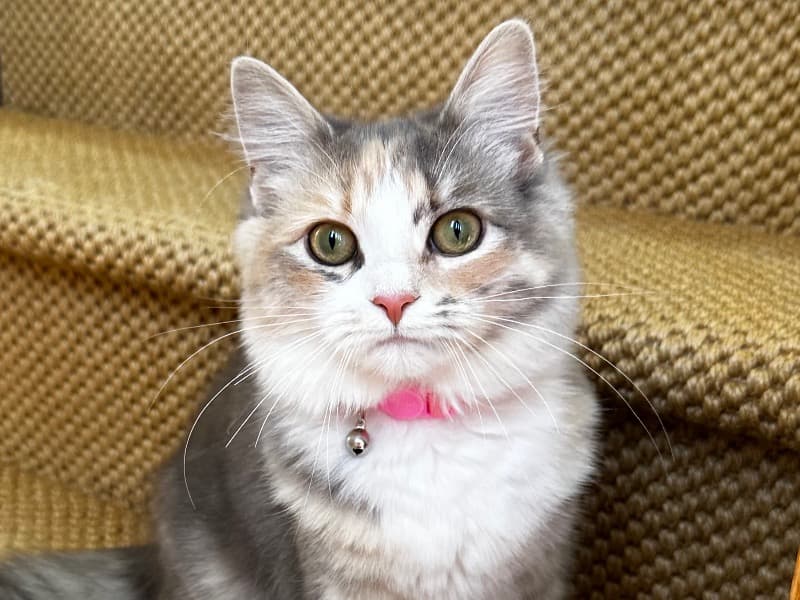 Maxine primary photo