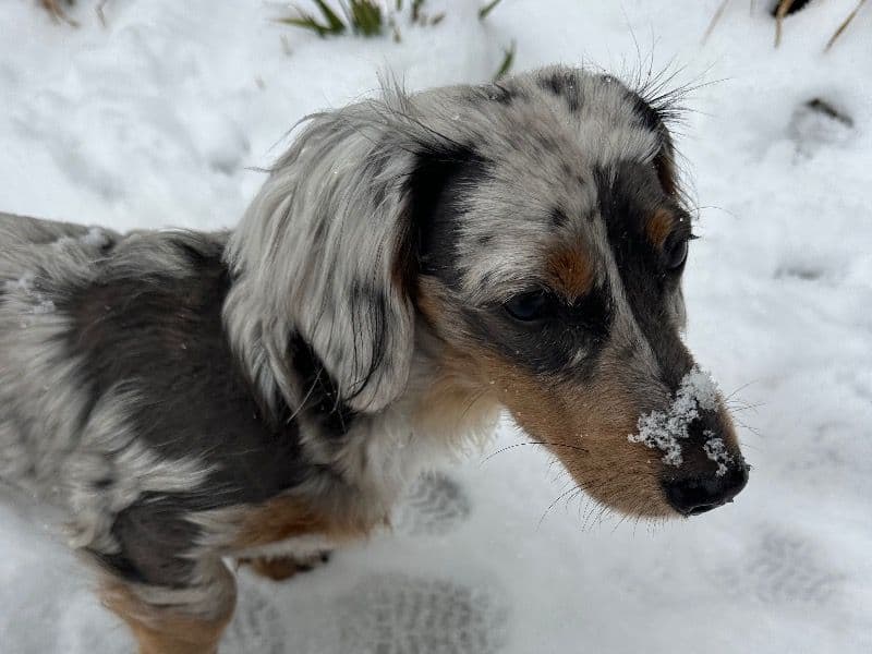 Miniature Dachshund 1 year 7 months old female small named Sienna for breeding in Gwinnett County, Georgia | Petmeetly