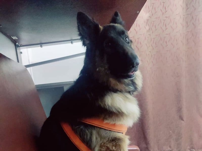 German Shepherd 3 years 3 months old male large named Oscar for breeding in Konkan Division, Maharashtra | Petmeetly