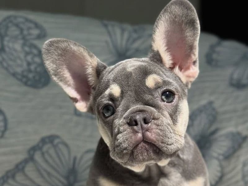 French Bulldog 1 year 1 month old female medium named Jack for breeding in Galveston County, Texas | Petmeetly