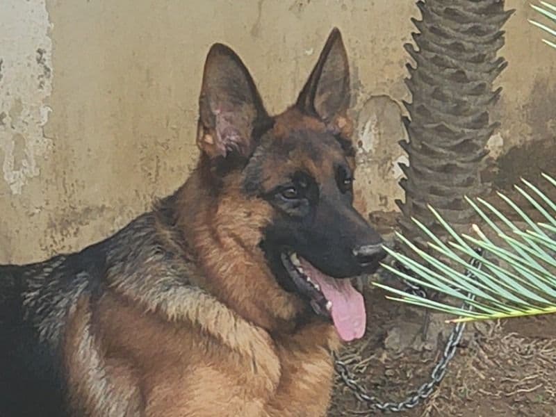 German Shepherd 3 years 3 months old female medium named Shakira for breeding in Patiala Division, Punjab | Petmeetly