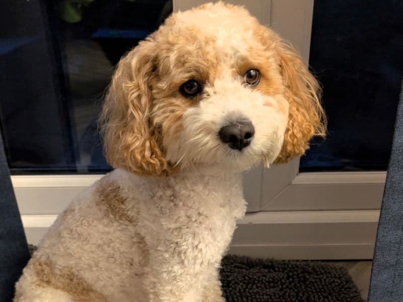 Cavapoo (Cavadoodle) 3 years 3 months old male small named Finley for breeding in Telford and Wrekin, England | Petmeetly
