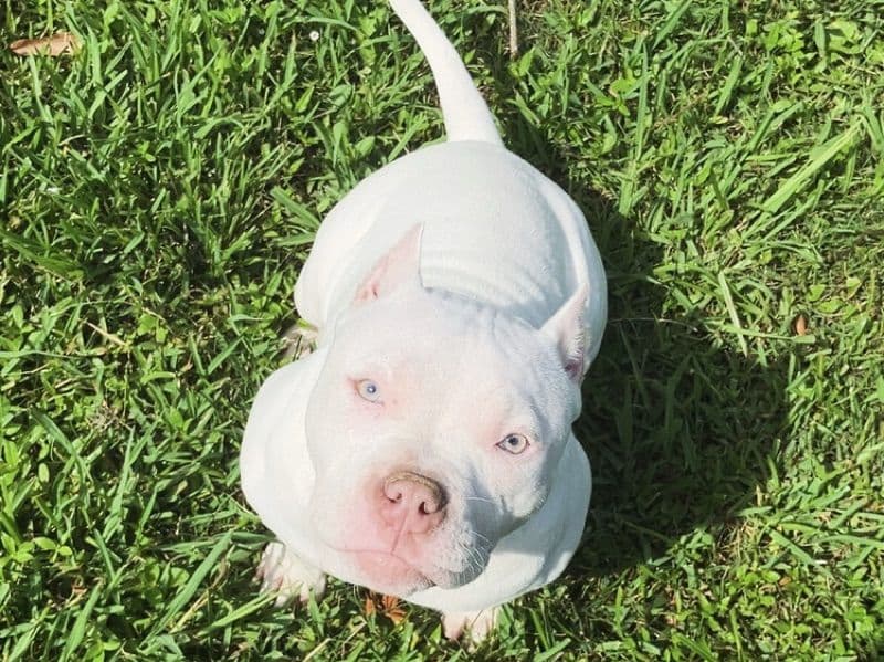 American Pocket Bully 11 months old female medium named Zora for breeding in Orange County, Texas | Petmeetly