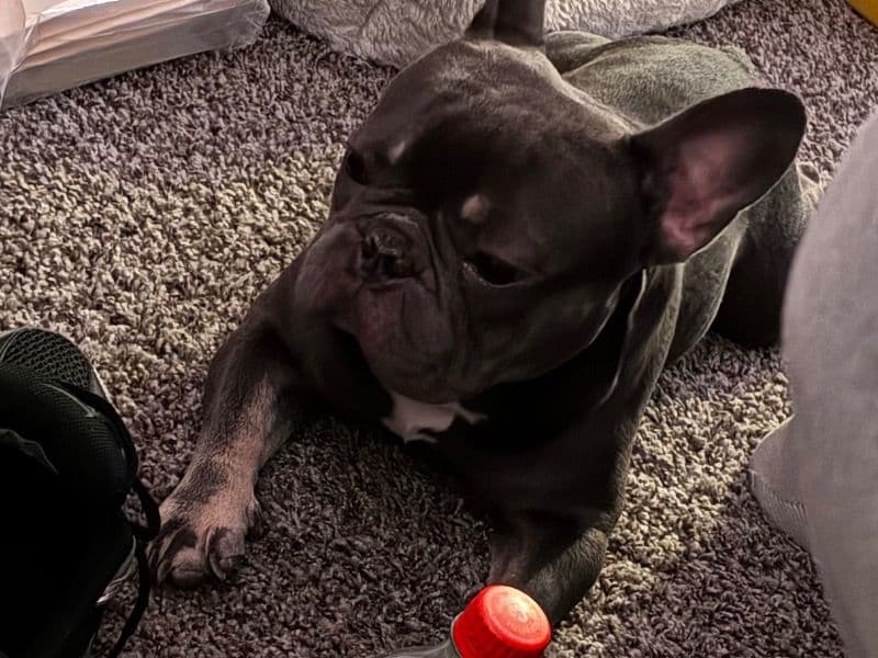 French Bulldog 1 year 9 months old male medium named Storm for breeding in Prince George's County, Maryland | Petmeetly