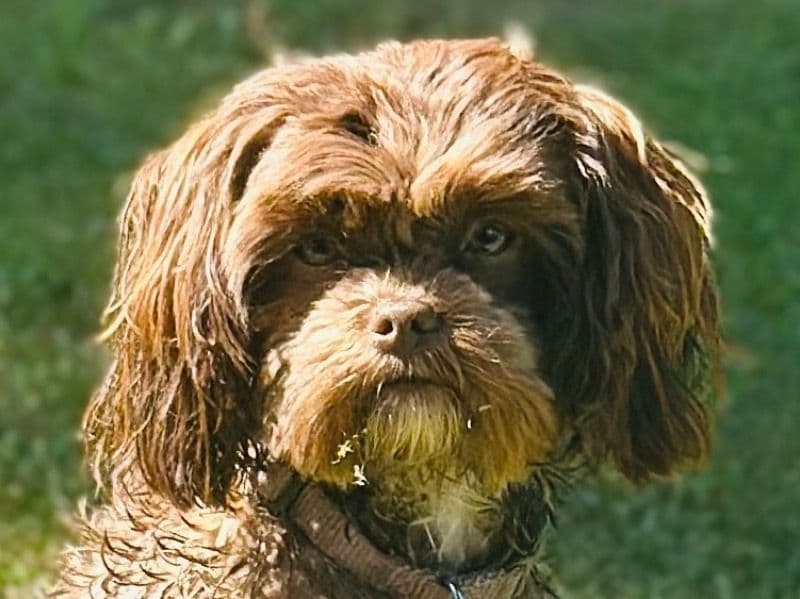 ShihPoo 1 year 4 months old female small named Ellie for breeding in Clackamas County, Oregon | Petmeetly