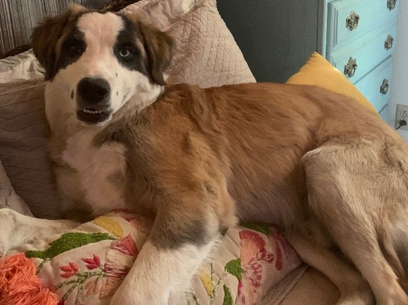 Australian Shepherd 5 years old male medium named Copper for adoption in San Bernardino County, California | Petmeetly