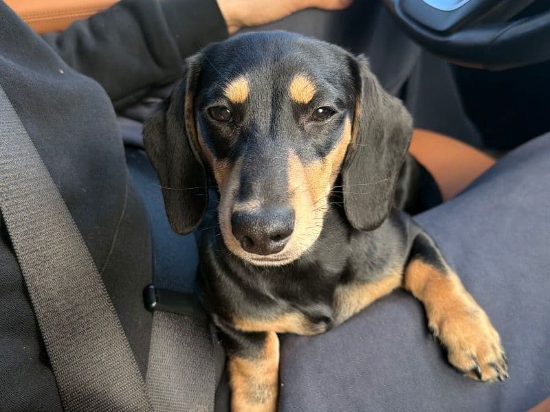 Miniature Dachshund 7 months old female small named Maui for breeding in Marin County, California | Petmeetly