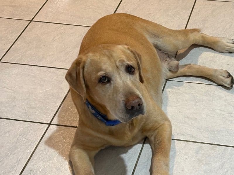 Labrador Retriever 12 years 10 months old male large named Ace for breeding in Los Angeles County, California | Petmeetly