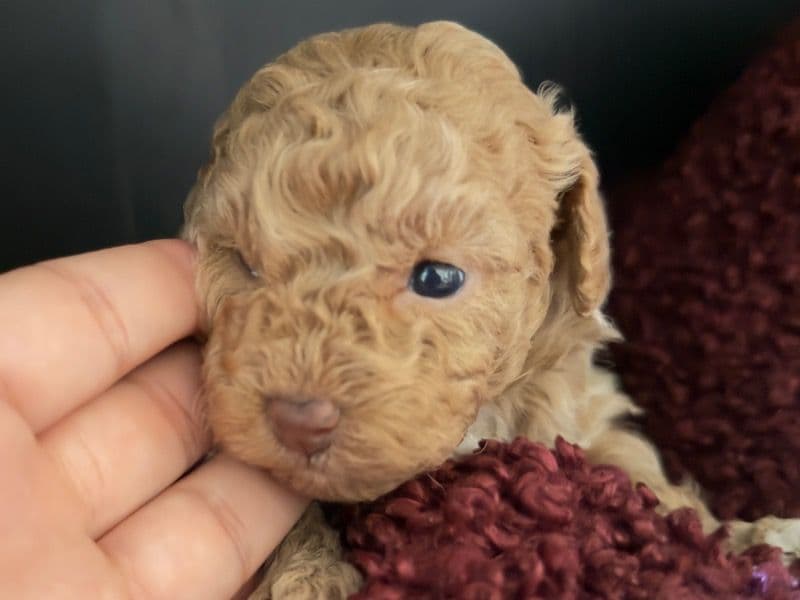Toy Poodle 2 months old male small named Teddy 1 for sale in Broward County, Florida | Petmeetly