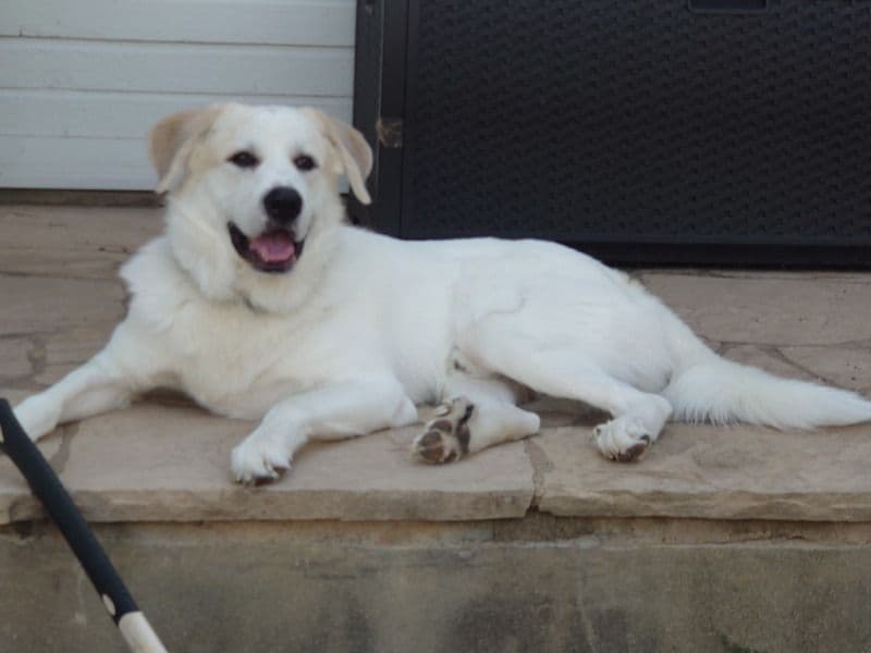 Anatolian Shepherd 6 years 6 months old male large named Smokey for breeding in Travis County, Texas | Petmeetly
