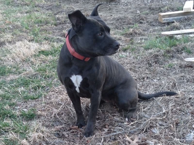American PitBull Terrier 6 years 5 months old female medium named Le for breeding in Cole County, Missouri | Petmeetly