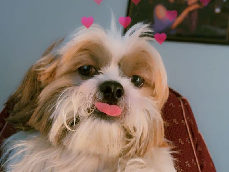 Chi-shi 1 year 8 months old male medium named Reo for breeding in Surat, Gujarat | Petmeetly