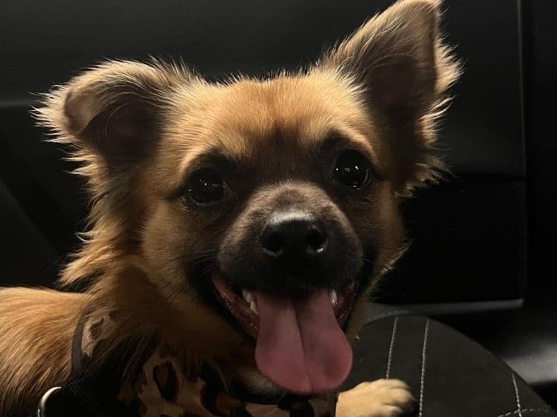 Long hair Chihuahua 1 year 3 months old male small named Scooby for breeding in Kingston upon Hull, England | Petmeetly