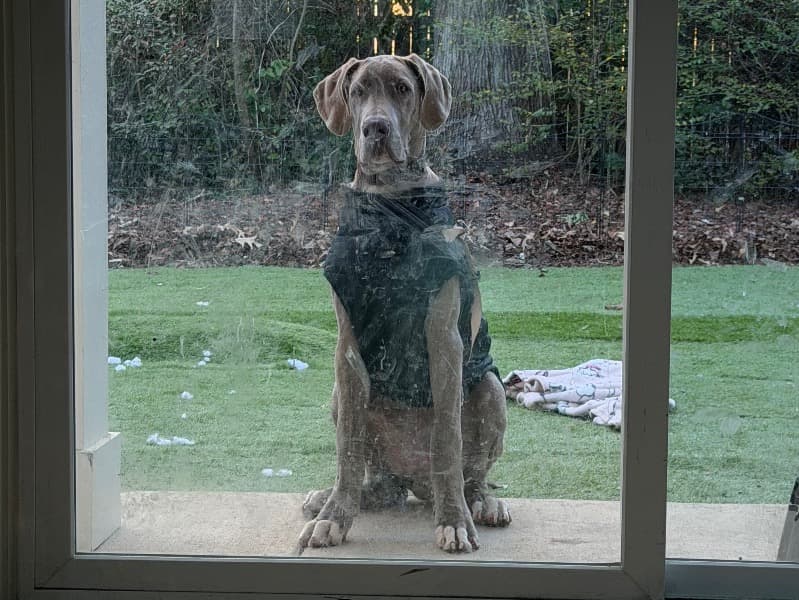 Great Dane 6 months old male large named Odin for breeding in New Hanover County, North Carolina | Petmeetly