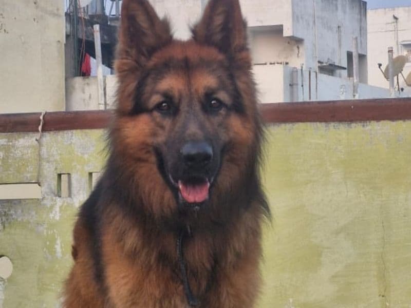 German Shepherd 2 years 9 months old male large named Rocky for breeding in Telangana | Petmeetly