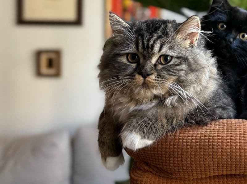 Persian 8 months old female named Fresa for breeding in King County, Washington | Petmeetly