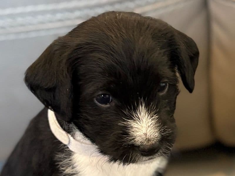 Basenji 1 month old male small named Angus for sale in Utah County, Utah | Petmeetly