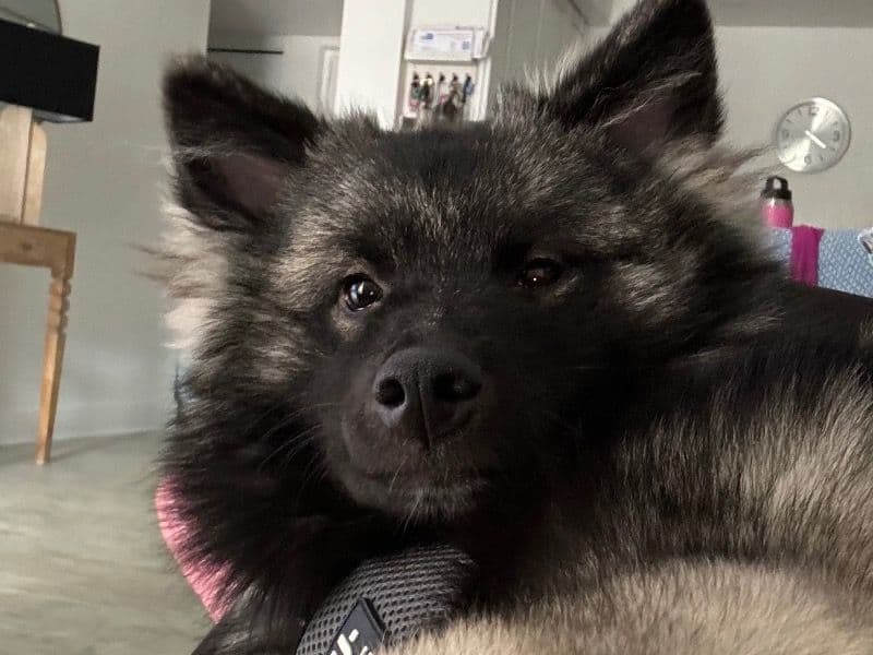 Lola primary photo