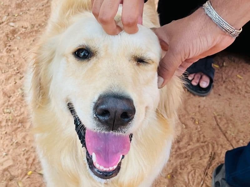 English Golden Retriever 2 years 7 months old female medium named Wish for breeding in Bangalore Division, Karnataka | Petmeetly