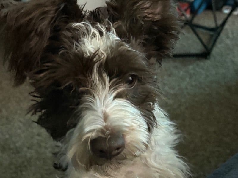 Miniature Schnauzer 6 months old male small named Yoshi for sale in DeKalb County, Georgia | Petmeetly