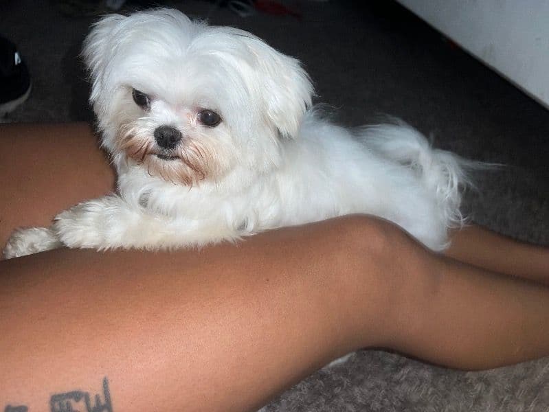 Teacup Maltese 5 years 4 months old male small named Mello for breeding in Bell County, Texas | Petmeetly