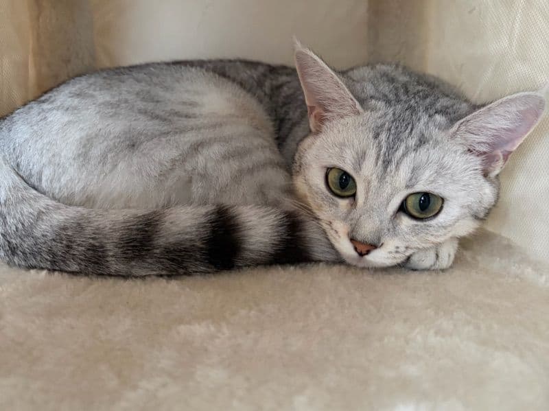 British Shorthair 11 months old female named Luna for breeding in Toronto, Ontario | Petmeetly