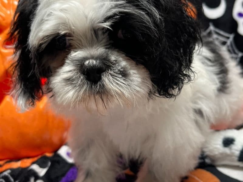 Oreo primary photo