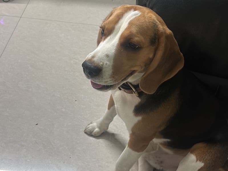 Beagle 1 year old male large named Rio for breeding in Gurgaon Division, Haryana | Petmeetly