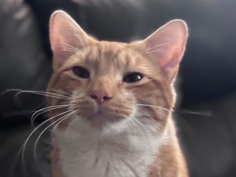 Zaza - Tabby | Petmeetly