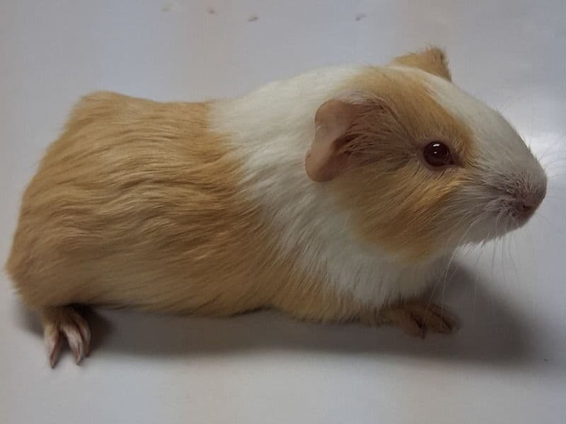Guinea Pig 5 months old female named Tina for sale in Lancaster County, Pennsylvania | Petmeetly