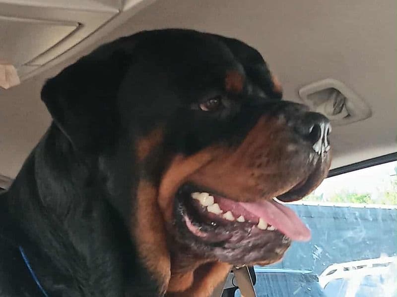 German Rottweiler 2 years old male large named Axle for breeding in Douglasville, Georgia | Petmeetly