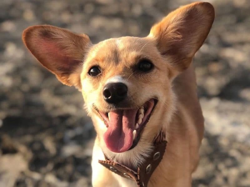 Chipin 7 years 5 months old female small named Dakota for breeding in Miami-Dade County, Florida | Petmeetly