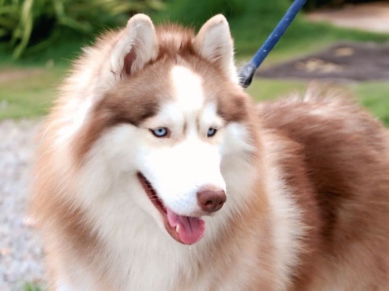 Husky 1 year 7 months old male large named Genie for breeding in Hyderabad, Telangana | Petmeetly