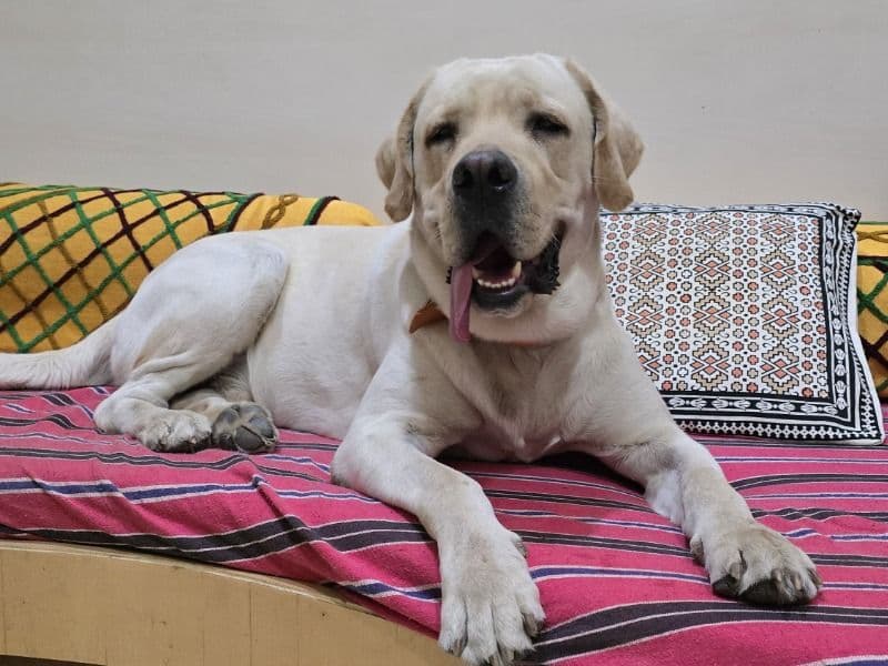 Labrador Retriever 3 years 1 month old male large named Daksh for breeding in Pune Division, Maharashtra | Petmeetly